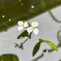 オモダカ,水生植物,今日のお花,２０２５年同期の画像
