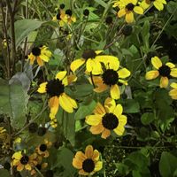 ルドベキア,ルドベキア,ネコ好き,黄色い花,黄色の花の画像