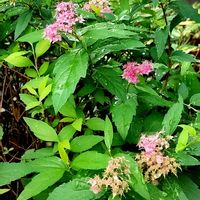 シモツケ ,通り道のマンションの植栽,アーケード街での画像