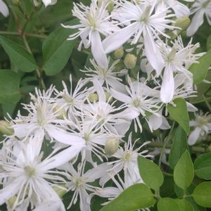 センニンソウ(仙人草),鉢植え,ガーデニング,植え込み,大谷翔平の画像