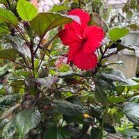 ハイビスカス,ルドベキア,花のある暮らし,花好きさんと繋がりたい,ハイビスカス好きの画像