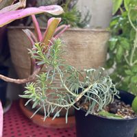 バジル,観葉植物達,ネオレゲリア・ファイヤーボール,リューカデンドロン パープルヘイズ,植物のある暮らしの画像