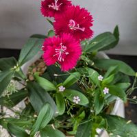 ナデシコ,ナデシコ,かすみ草,かすみ草,ポットブーケの画像