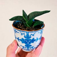 多肉植物,植え替え,ガステリアの画像