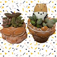 オリヅルラン,錦晃星(きんこうせい),白いお花,パンダの日,ハニワ鉢の画像