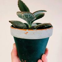 カランコエ,多肉植物,植え替えの画像