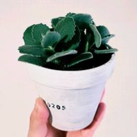 カランコエ,多肉植物,植え替えの画像