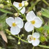 オモダカ,ヘラオモダカ,多年草,お散歩中,里山の画像