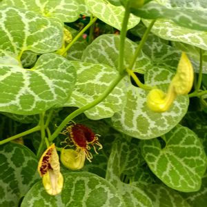 アリストロキア フィンブリアータ,植栽,有毒植物,近所の畑,常緑つる性低木の画像