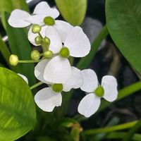オモダカ,オモダカの花,オモダカ(面高),オモダカ(面高),沢鷹(おもだか)の画像