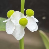 オモダカ,オモダカ（雌花）,オモダカ(雄花),オモダカの雄花,オモダカの雌花の画像