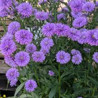 ユウゼンギク,友禅菊,安曇野,✨今日のお花✨,ユウゼンギク（友禅菊）の画像
