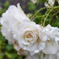 ハナニラ,セイヨウニンジンボク,スプレー菊,ジニア（百日草）,薔薇アイスバーグの画像