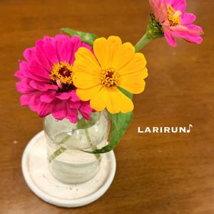 ジニア,切り花を楽しむ,眠れない夜,夜更かしの画像