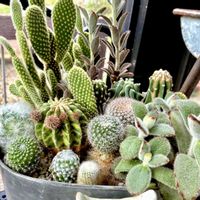 サボテンの寄せ植え,サボテンのある暮らし,幸せを呼ぶフクロウ祭り,フクロウ祭,ｵｹﾂの日の画像