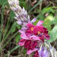クズ,スミレ,赤紫蘇,お花大好き♡,復興祈願の画像