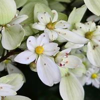 ダイモンジソウ,西洋大文字草,感謝,花のある暮らし,いつまでもの画像