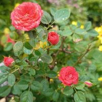 ミニバラ,ミニバラ,薔薇,薔薇,バラの新芽の画像