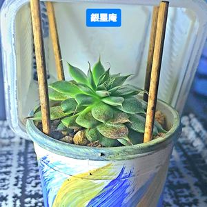 シルバースター,ダイソー,エケベリア属,植物男子ベランダー,エケベリア好きの画像
