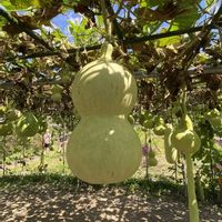 ヒョウタン,ヒョウタン,ヒョウタン,ヒョウタン,京都府立植物園の画像
