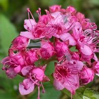 シモツケ ,ベニバナシモツケ,ピンクの花,通勤時,時々の画像
