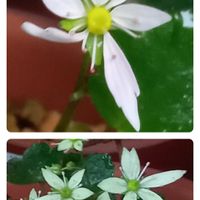 大文字草,大文字草,大文字草の画像