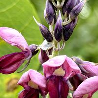 クズ,ブドウ,シャインマスカット,クズの花,サニードルチェの画像