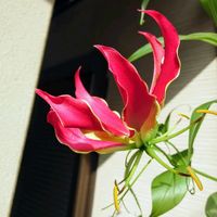 グロリオサ,赤い花,真っ赤,シックな色合い,真っ赤な火曜日の画像