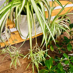 オリヅルラン 子株,雨の日,部屋の画像