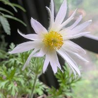 イワシャジン,オキナグサ,ヒネム(緋合歓),シュウメイギク・セプテンバーチャーム,シュウメイギク ハドスペンアバダンスの画像