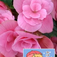アザレア,ピンクの花,お花屋さんにて,あっ火曜日,火曜日はピンク色の花の画像