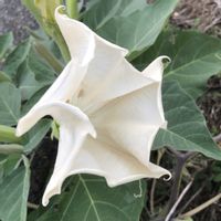 オシロイバナ,ダチュラ,タマスダレ,ヤブラン,カタバミの画像