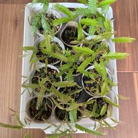 エバーフレッシュの画像