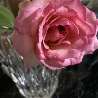 バラ　ピエール・ドゥ・ロンサール,鉢植え,リビング,我が家のバラ,ピンク色の花の画像