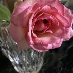 バラ　ピエール・ドゥ・ロンサール,鉢植え,リビング,我が家のバラ,ピンク色の花の画像