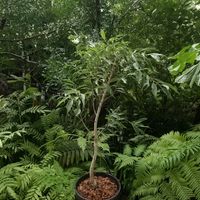 ベンジャミン,ベンジャミン・ヌダ,観葉植物,フィカス属の画像