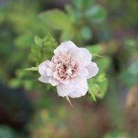 ミニバラ・モカ,ガーデニング,マイガーデン,ローズ,花のある暮らしの画像
