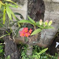 カトレア,らん,庭の画像