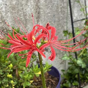 ヒガンバナ,鉢植え,ガーデニング,庭の画像