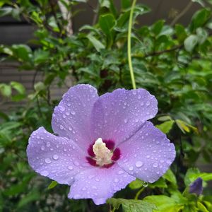 ムクゲ,木槿(ムクゲ),鉢植え,今日の一枚,玄関アプローチの画像