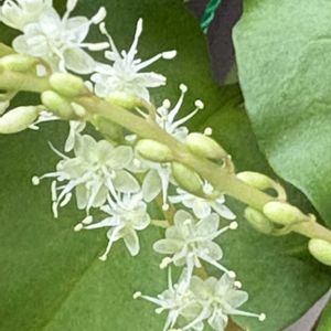 おかわかめ,おかわかめの花,咲いた！,花のある暮らし,植中毒の画像