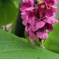 アイビーゼラニウム,クズ,サルビア,サンタンカ,花のある暮らしの画像