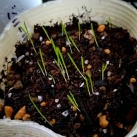 ジギタリス,バニーテール,発芽,種まきの画像