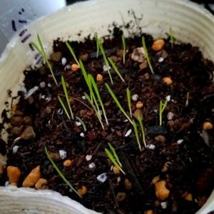 ジギタリス,バニーテール,発芽,種まきの画像