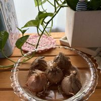 サフラン,おうち園芸の画像