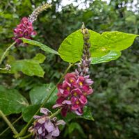 カラタネオガタマ,クズ,セッコク,トキワマンサク,クズの花の画像