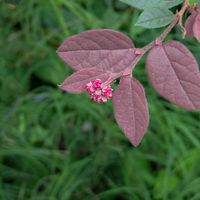 トキワマンサク,トキワマンサク,ユリノキ,アツバキミガヨラン,ザビエル公園での画像