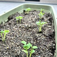 ナス,かぼちゃ,大根の芽,ベランダ菜園,家庭菜園の画像