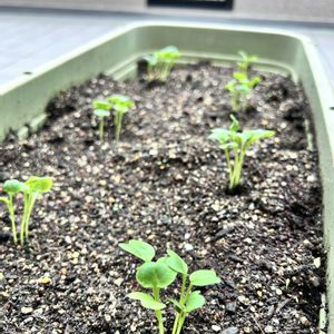 ナス,かぼちゃ,大根の芽,ベランダ菜園,家庭菜園の画像
