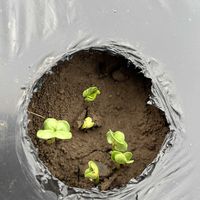 地植え,自家製野菜,旬のもの,綺麗な色,元気に育ててますよの画像